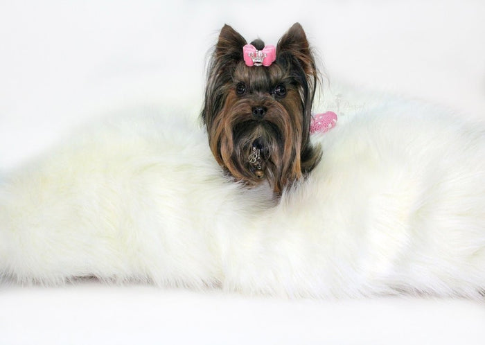 IVORY ARCTIC DOG BED, Beds - Bones Bizzness
